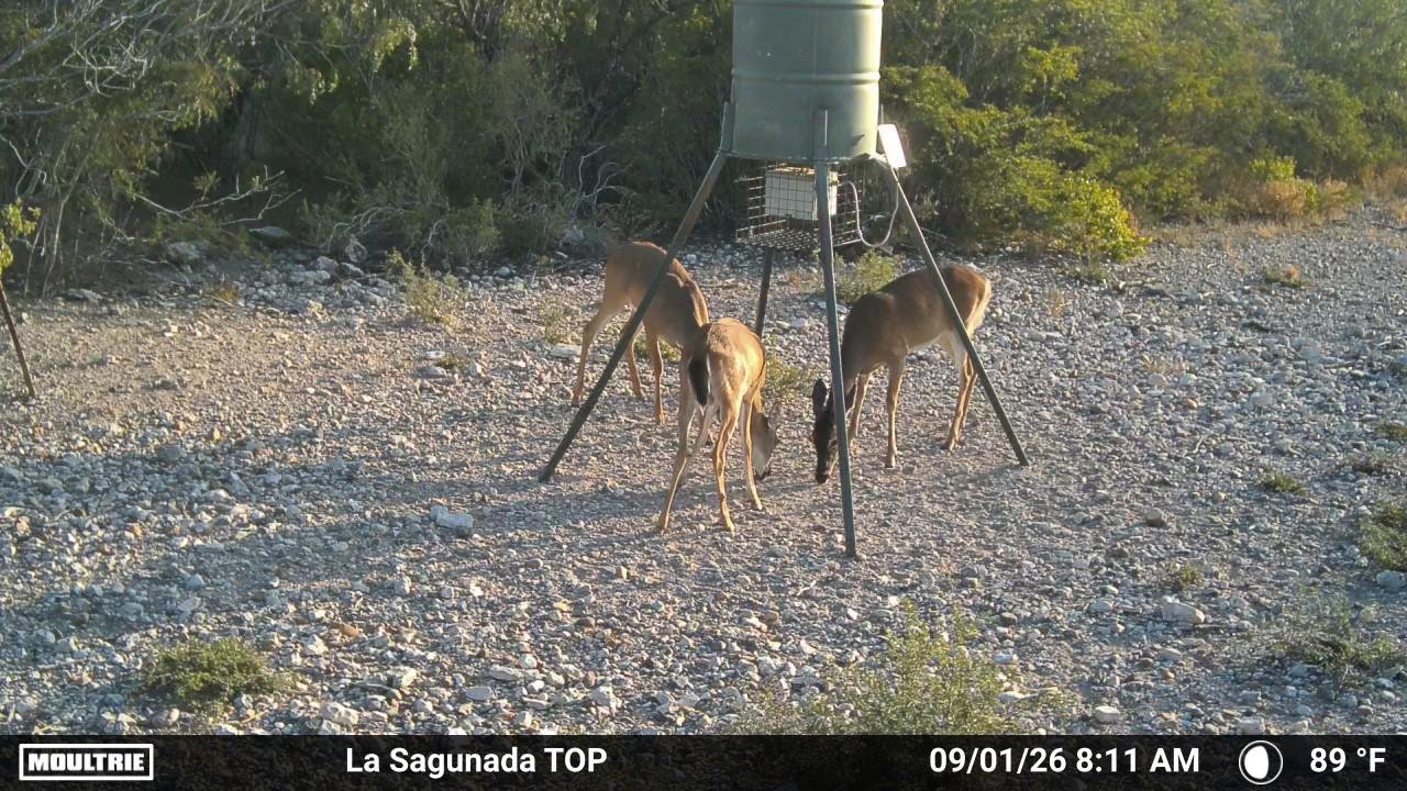Cuates Ranch — photo 5